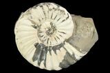 Ammonite (Pleuroceras) Fossil in Rock - Germany #125419-1